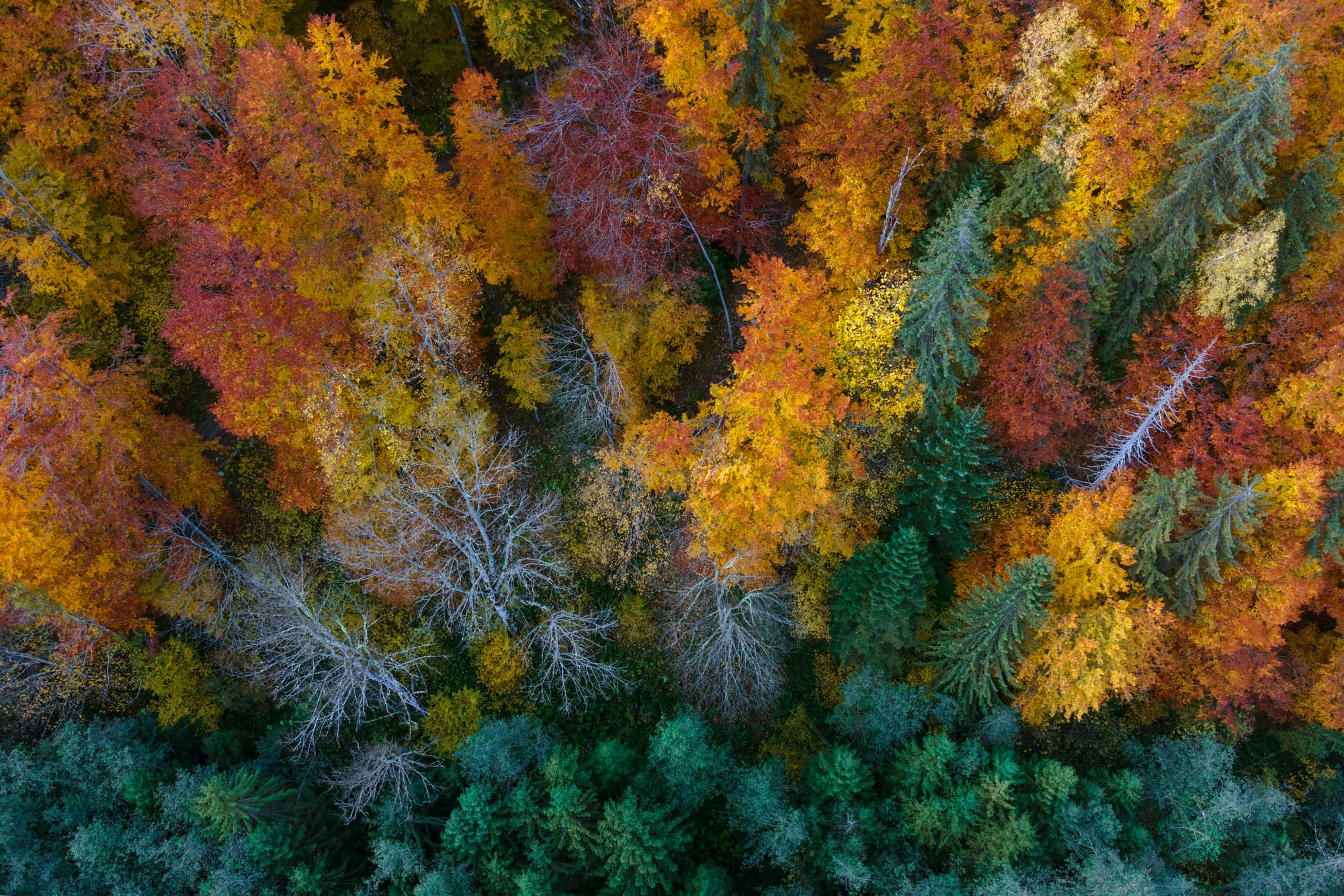 The magic of autumn colors in the Italian mountains.