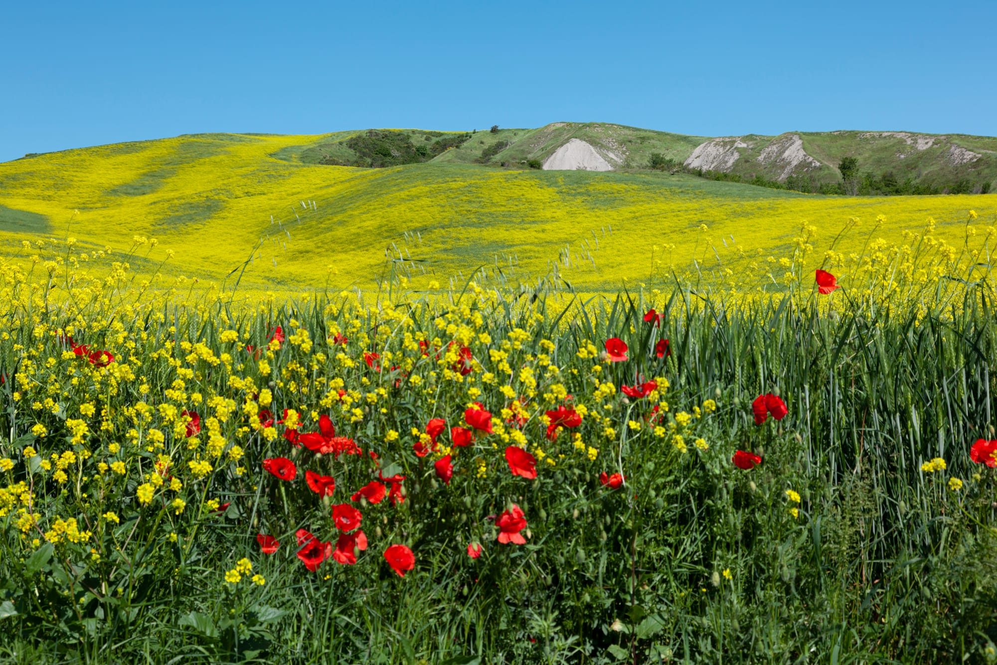 Fields of yellow flowers and red poppies blooming in the Umbrian countryside, a typical sight when visiting Italy in spring.
